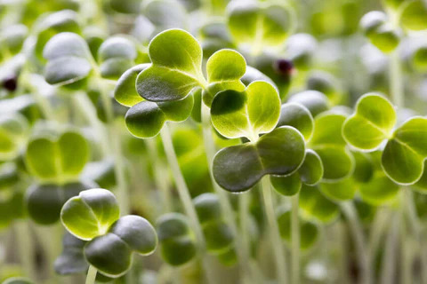 Brokkoli Microgreens