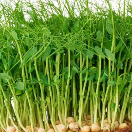 Erbsen Microgreens
