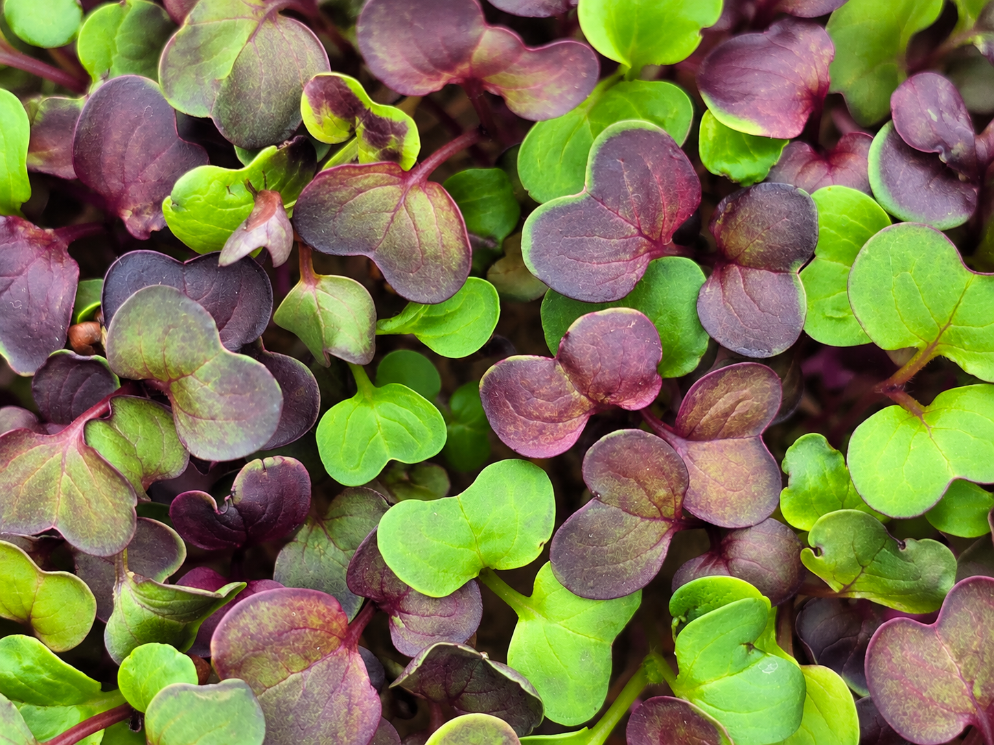 Vulcano Radieschen Microgreens